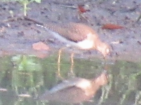 Solitary Sandpiper - ML608616748