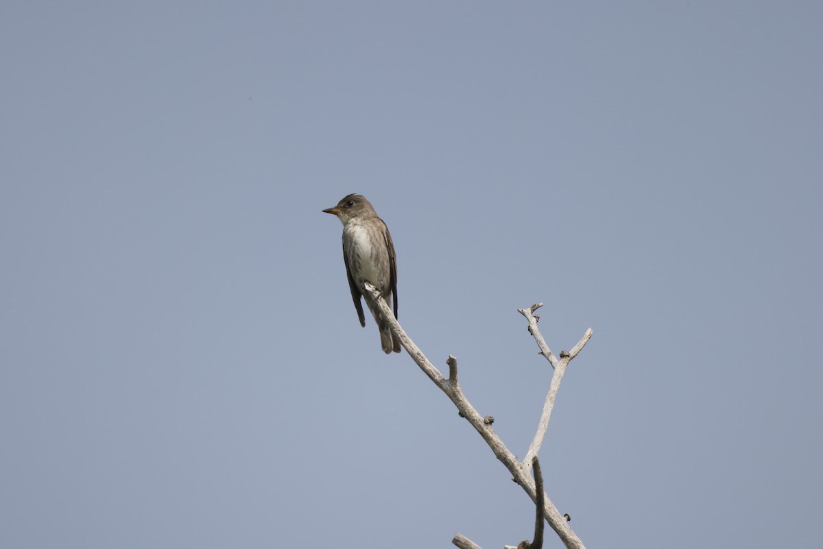 Olive-sided Flycatcher - ML608616837