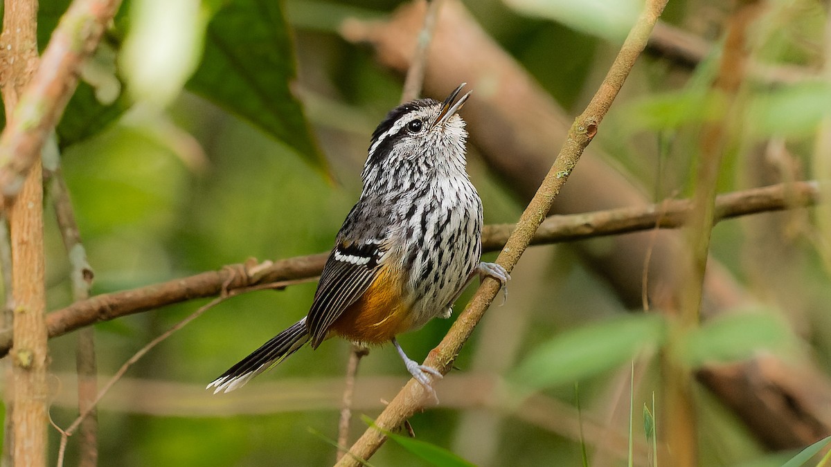 Ochre-rumped Antbird - Ricardo Mitidieri