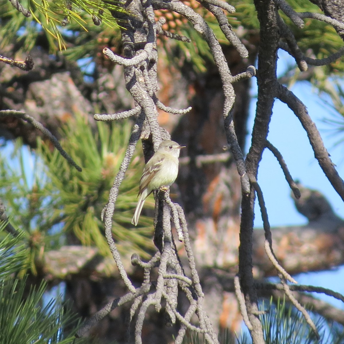 Hammond's Flycatcher - ML60861701