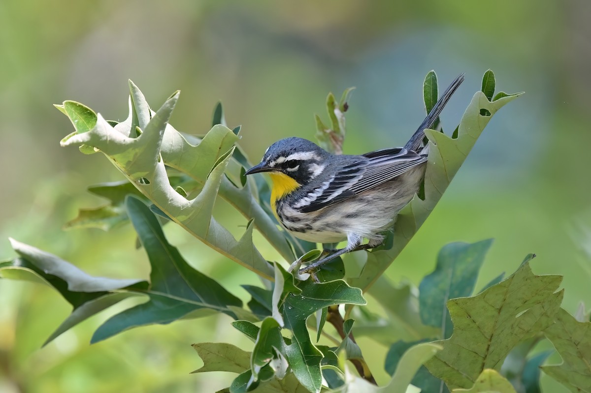 Yellow-throated Warbler - ML608617022