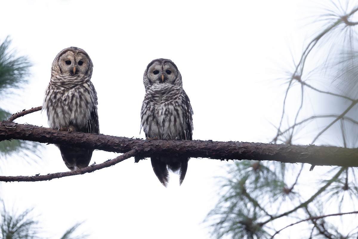 Cinereous Owl - ML608617070