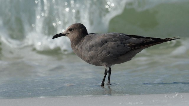 Goéland gris - ML608617102