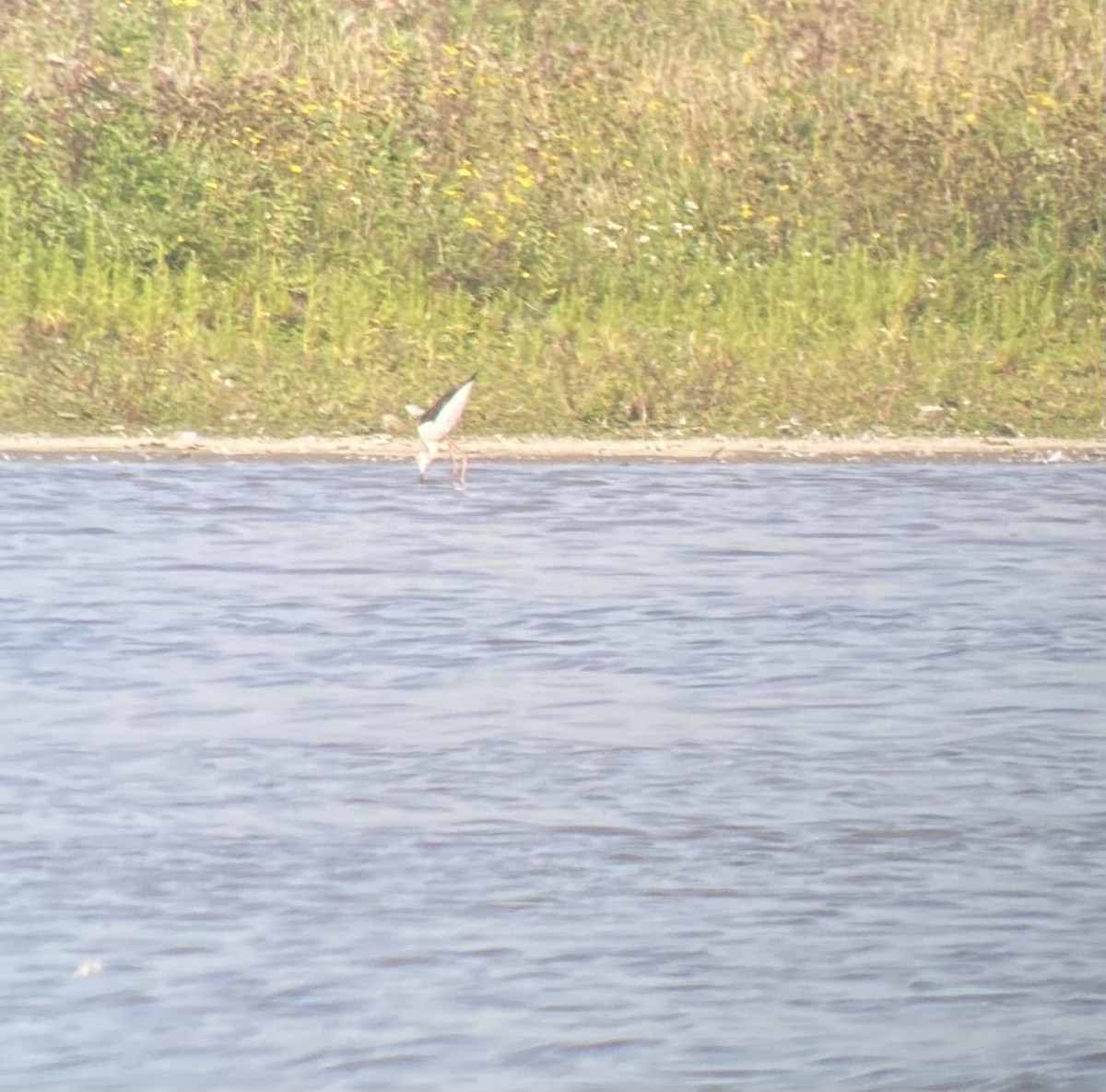 Black-winged Stilt - ML608617115