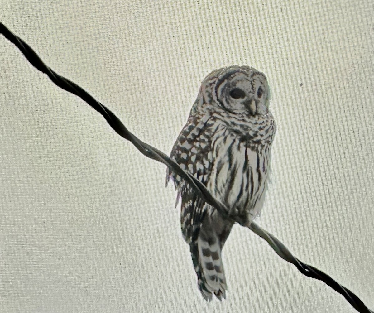 Barred Owl - ML608617117