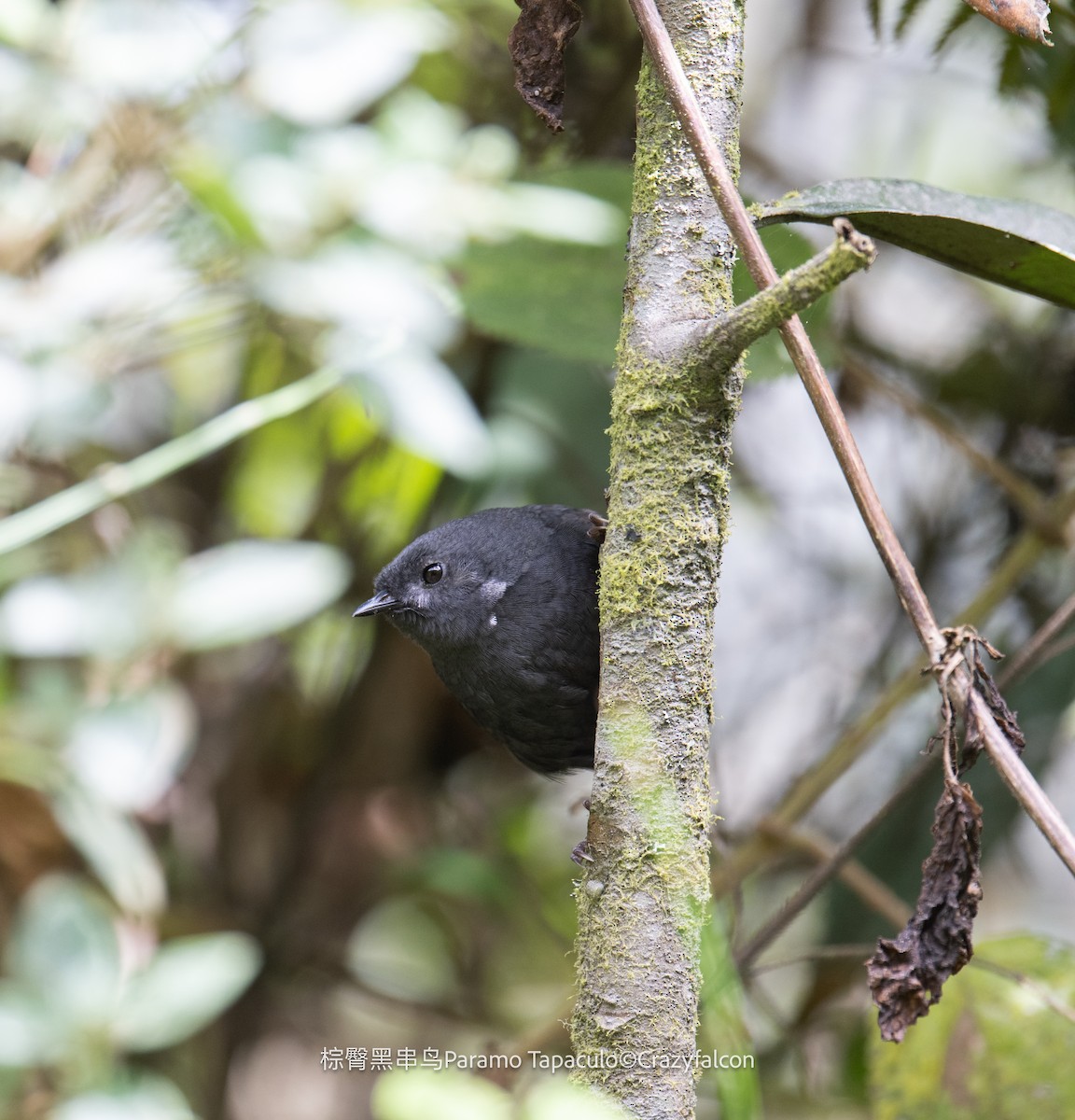 Paramo Tapaculo - ML608617136