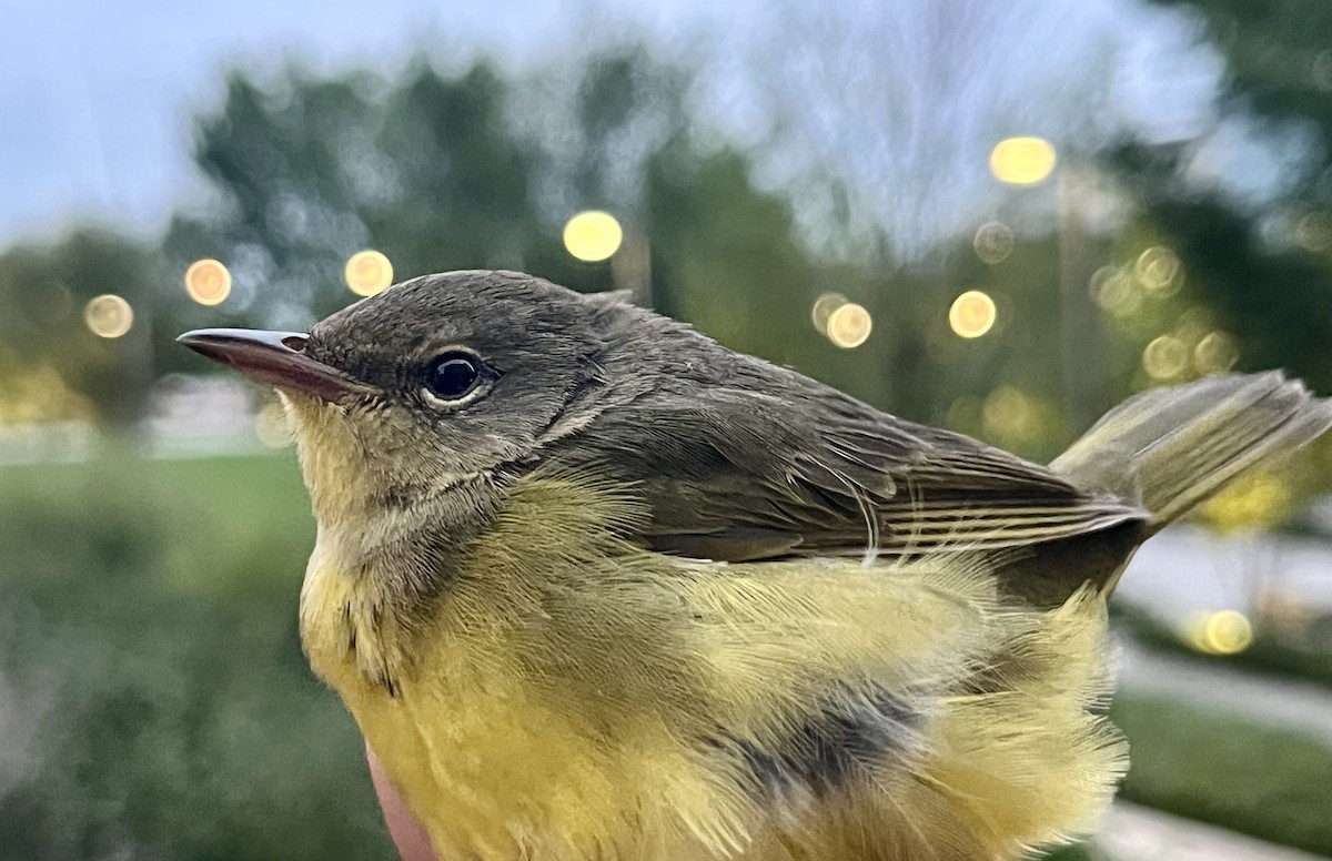 Mourning Warbler - ML608617335