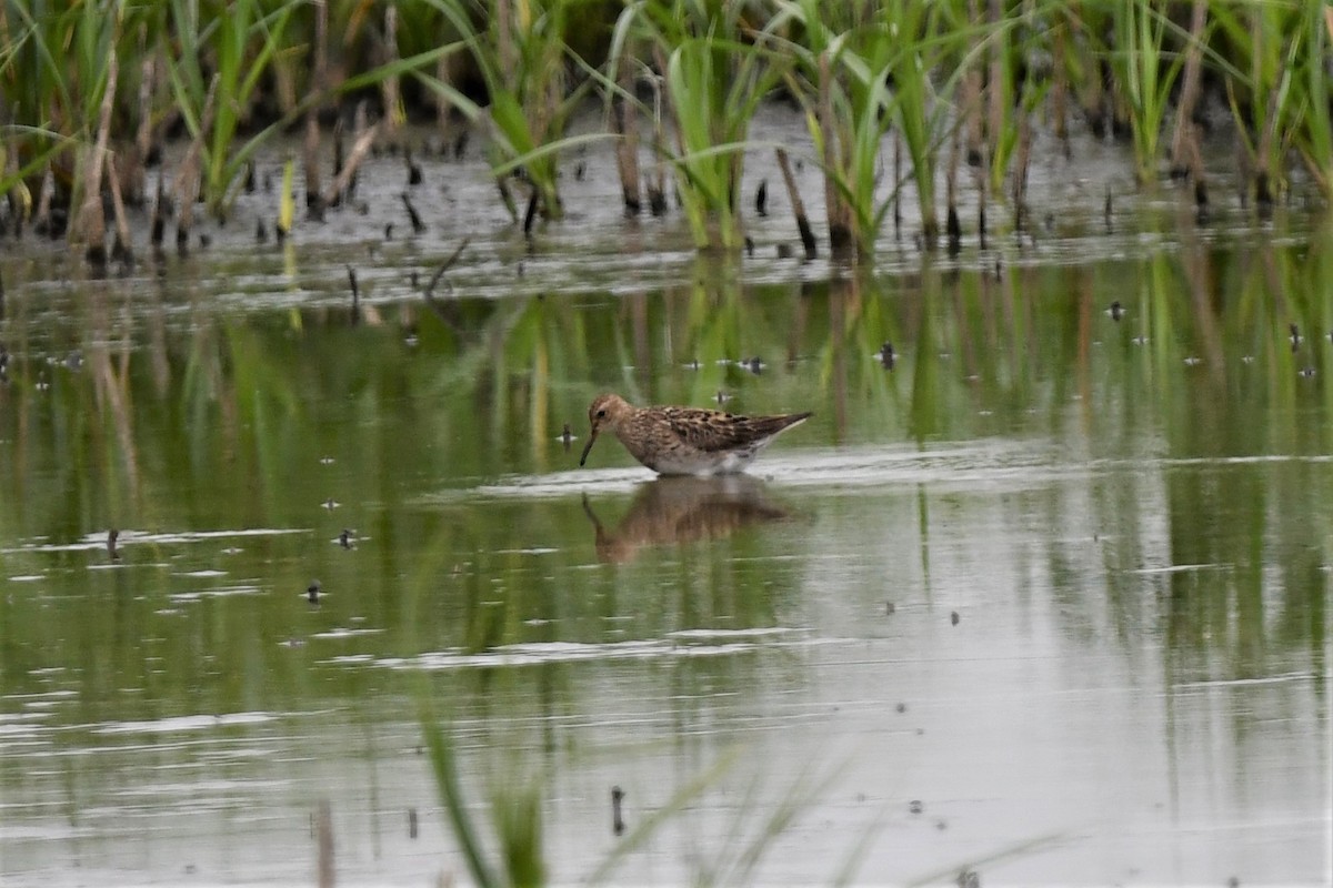 Pectoral Sandpiper - ML608617412