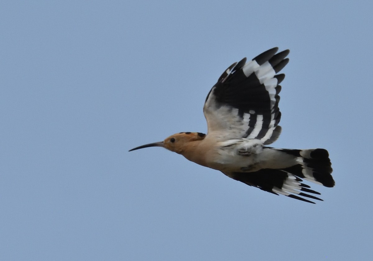 Eurasian Hoopoe - Mu Sano