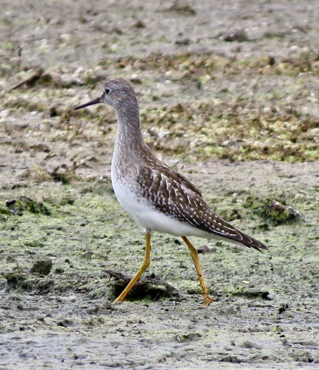 Lesser Yellowlegs - ML608617507