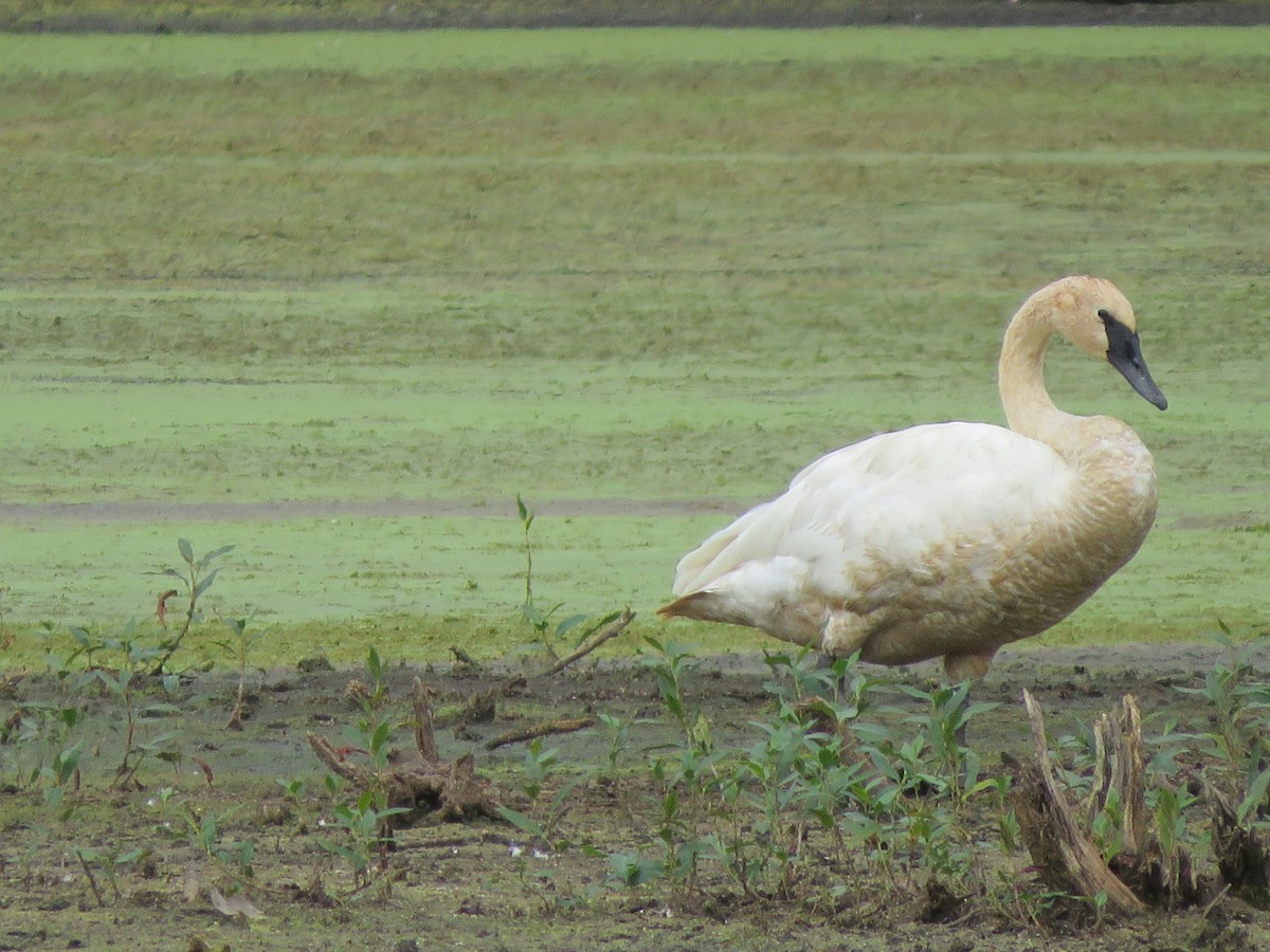 Trumpeter Swan - ML608617532