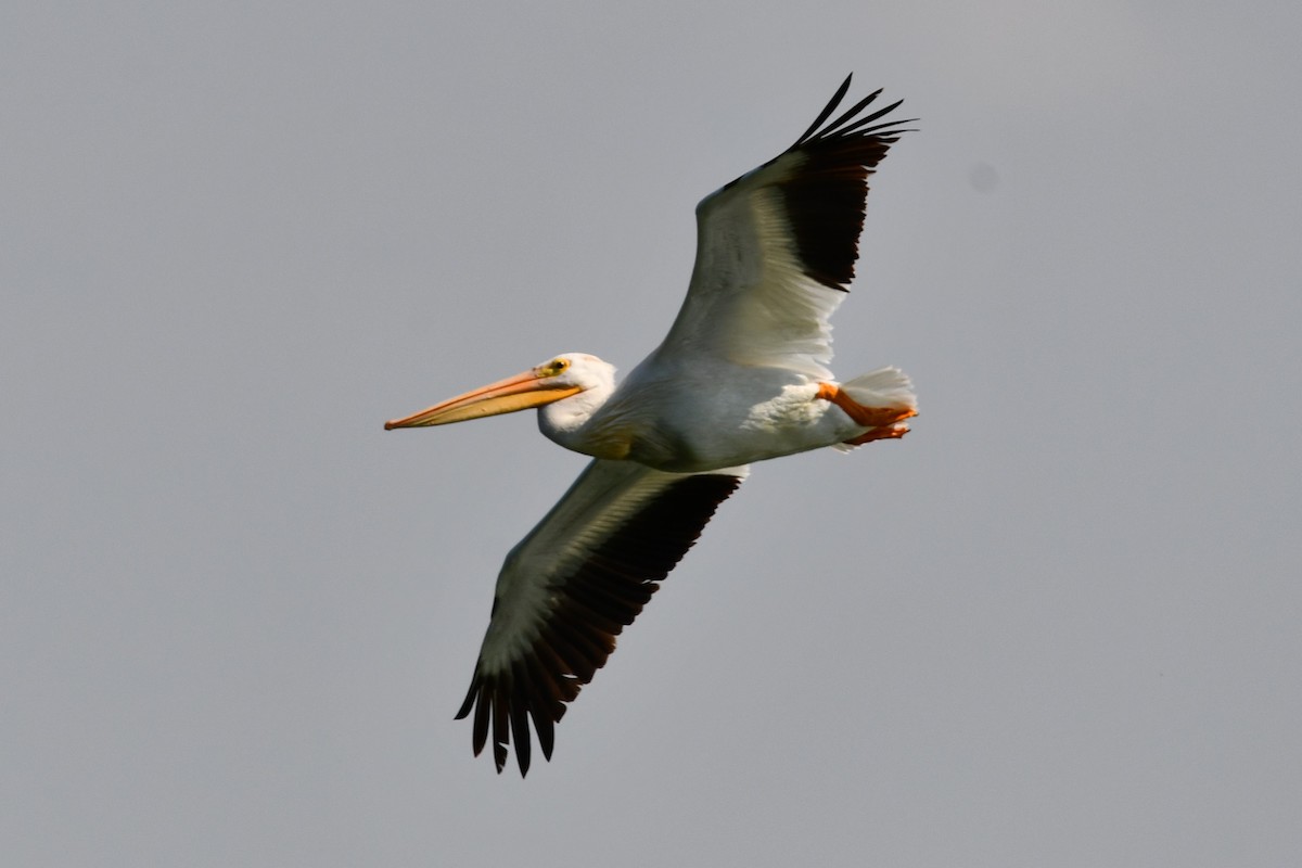 American White Pelican - ML608617560