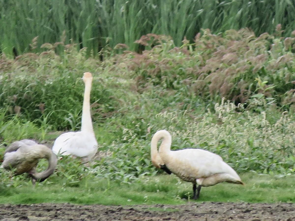 Trumpeter Swan - ML608617584