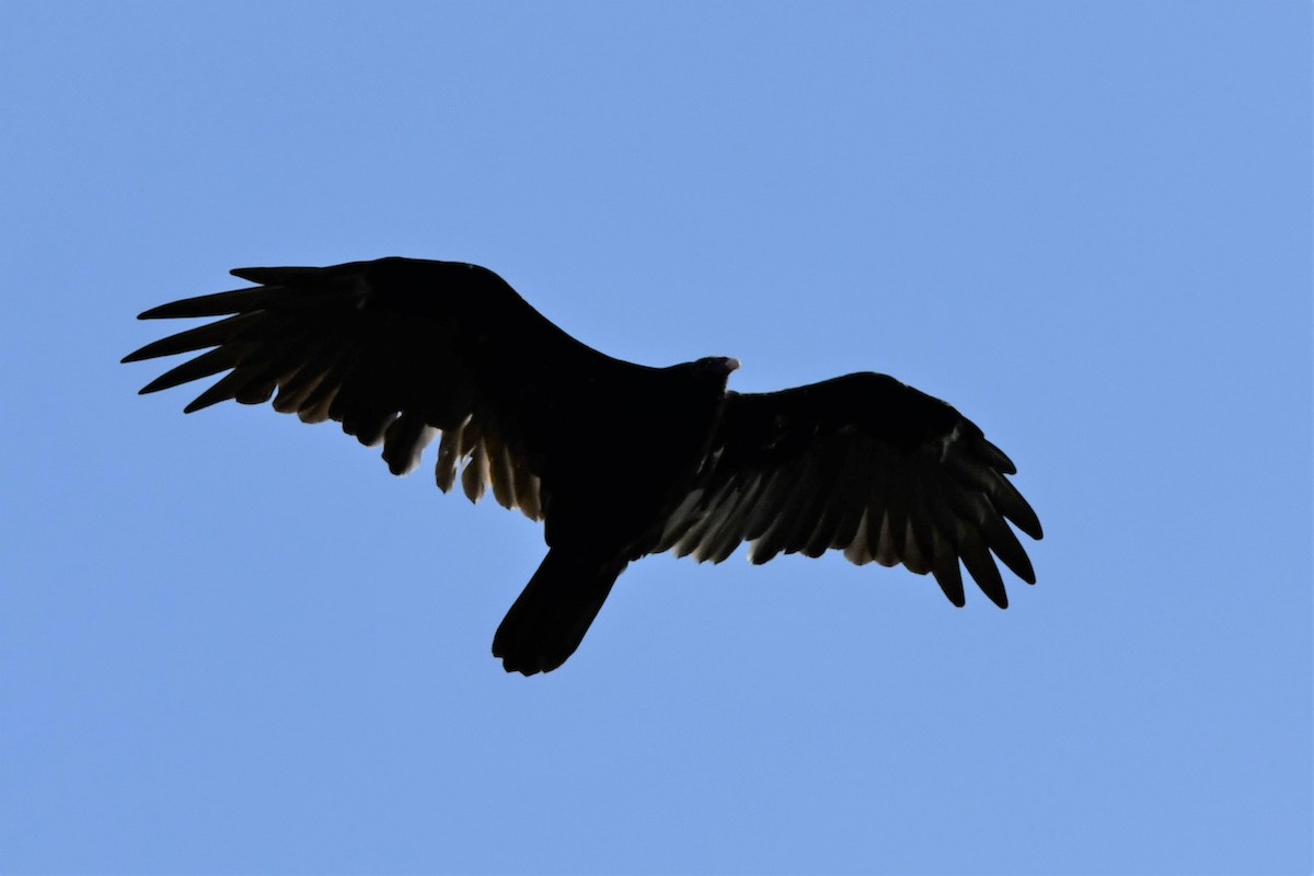 Turkey Vulture - ML608617613