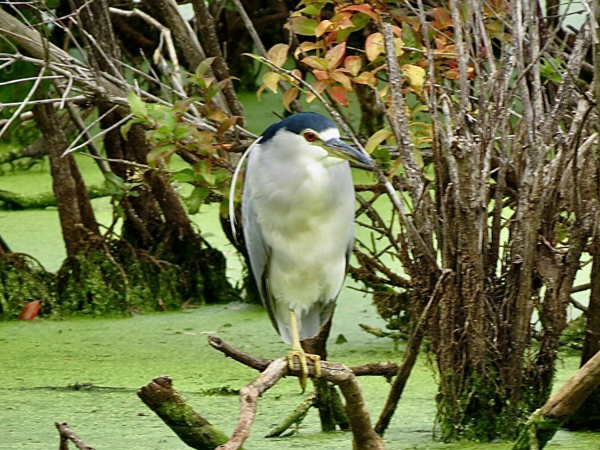 Black-crowned Night Heron - ML608617621