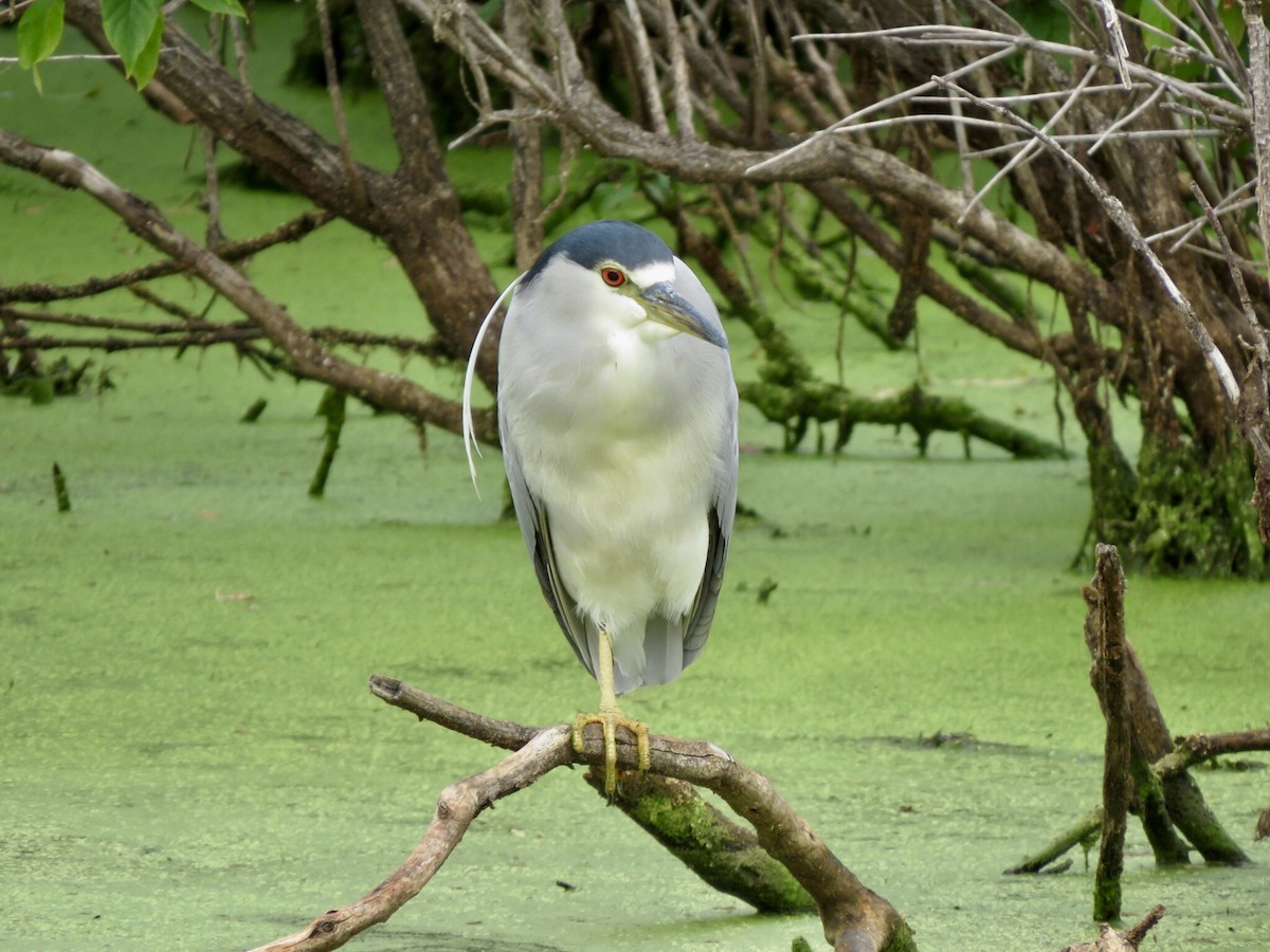 Black-crowned Night Heron - ML608617622