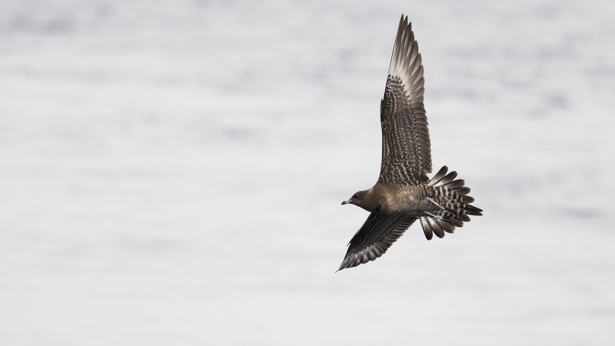 Long-tailed Jaeger - Sean Sime