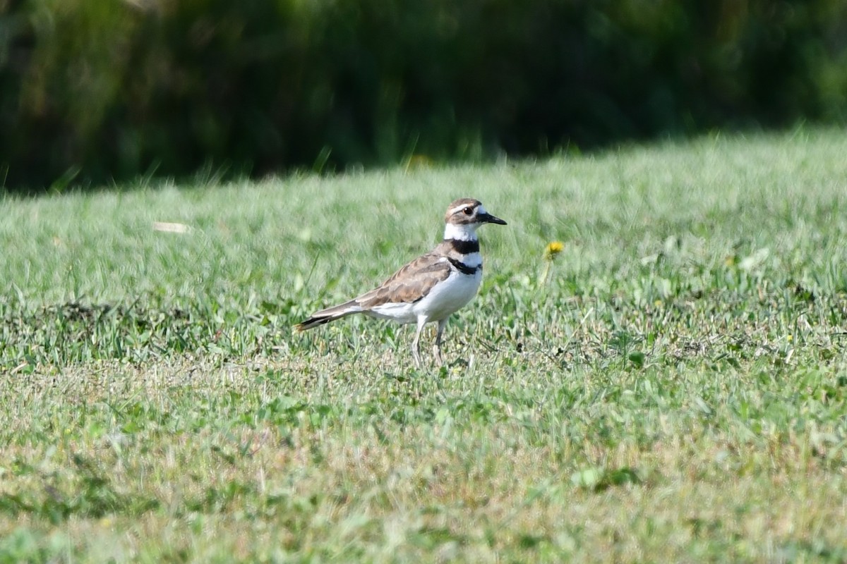 Killdeer - Dan Bormann