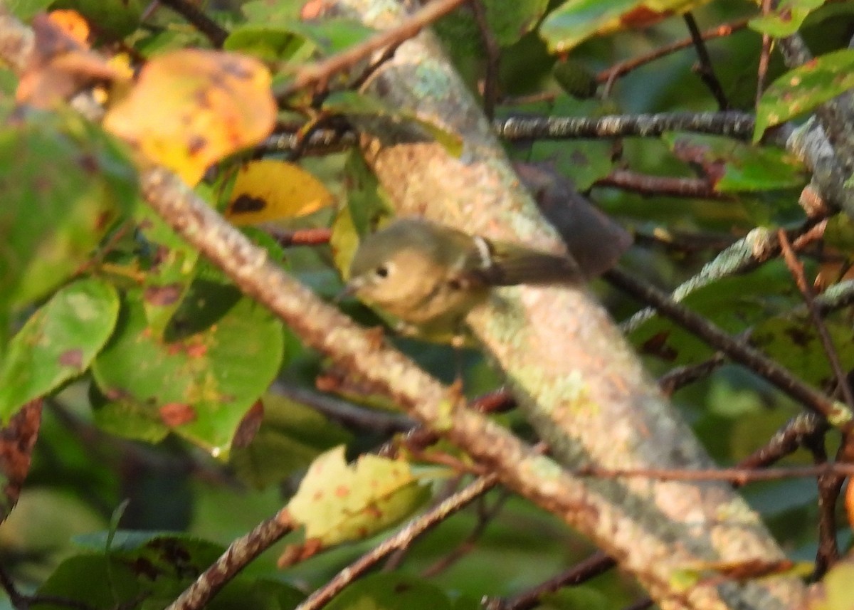 Ruby-crowned Kinglet - ML608617836