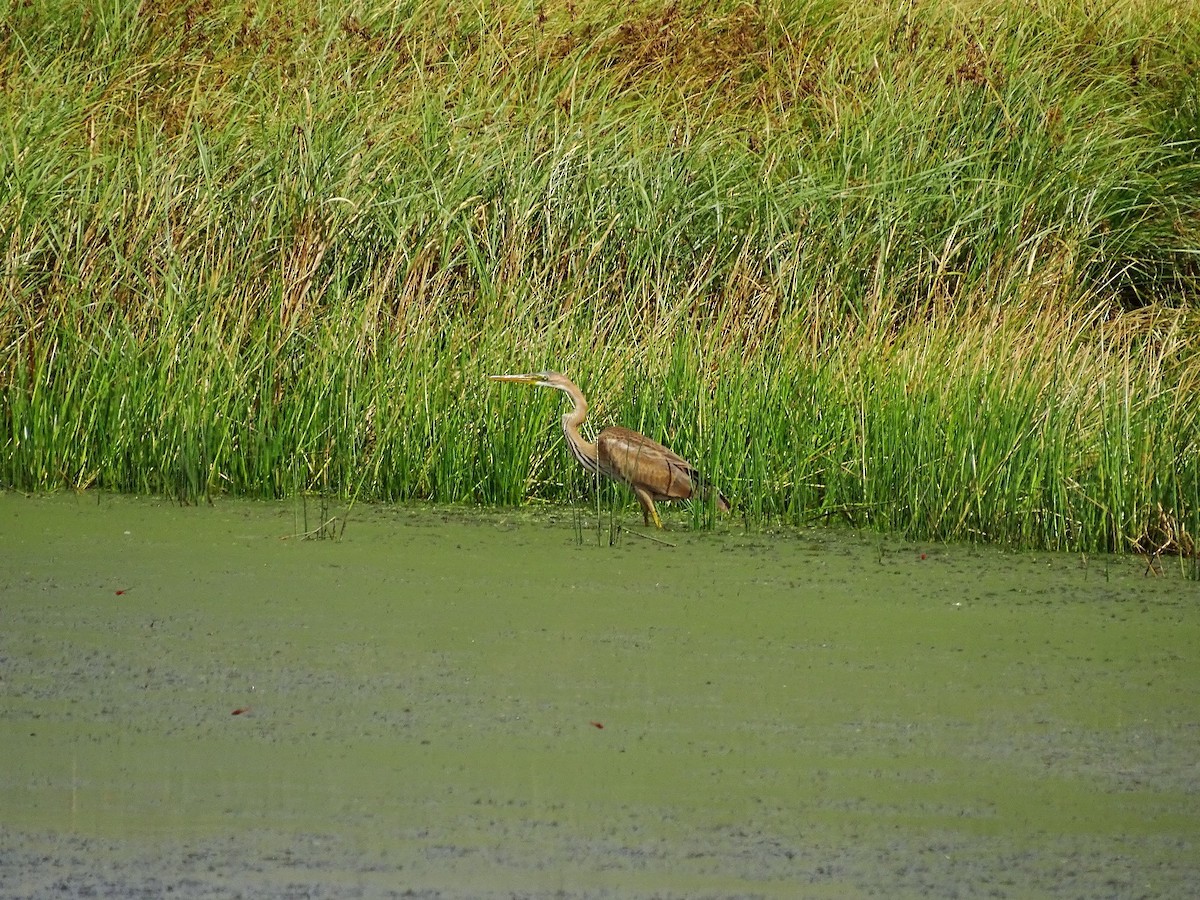 Purple Heron - ML608617841