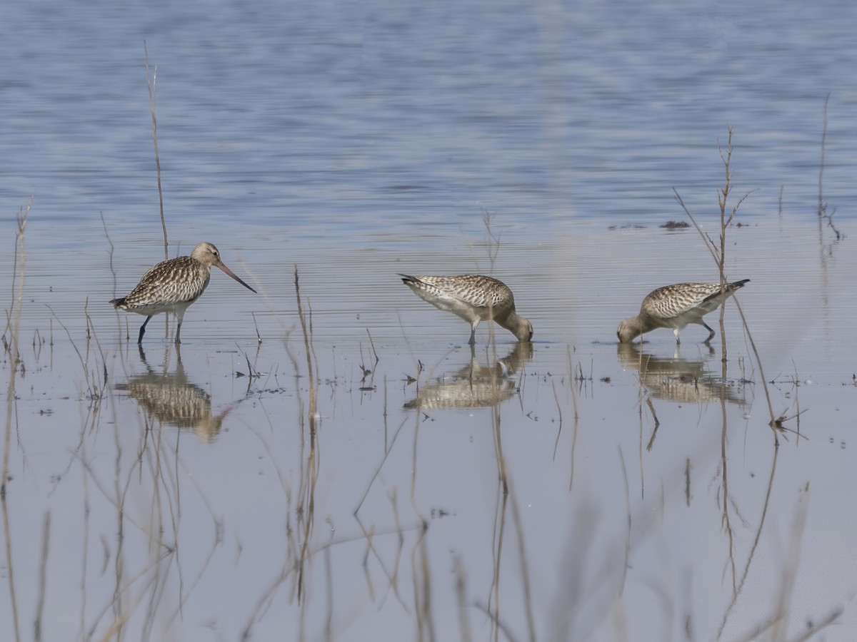 Bar-tailed Godwit - ML608618021