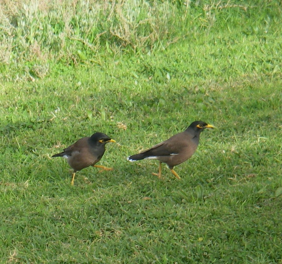 Common Myna - Daria Semenova