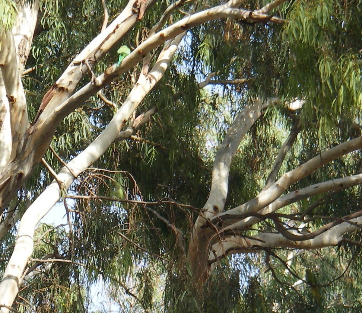 Monk Parakeet - ML608618044