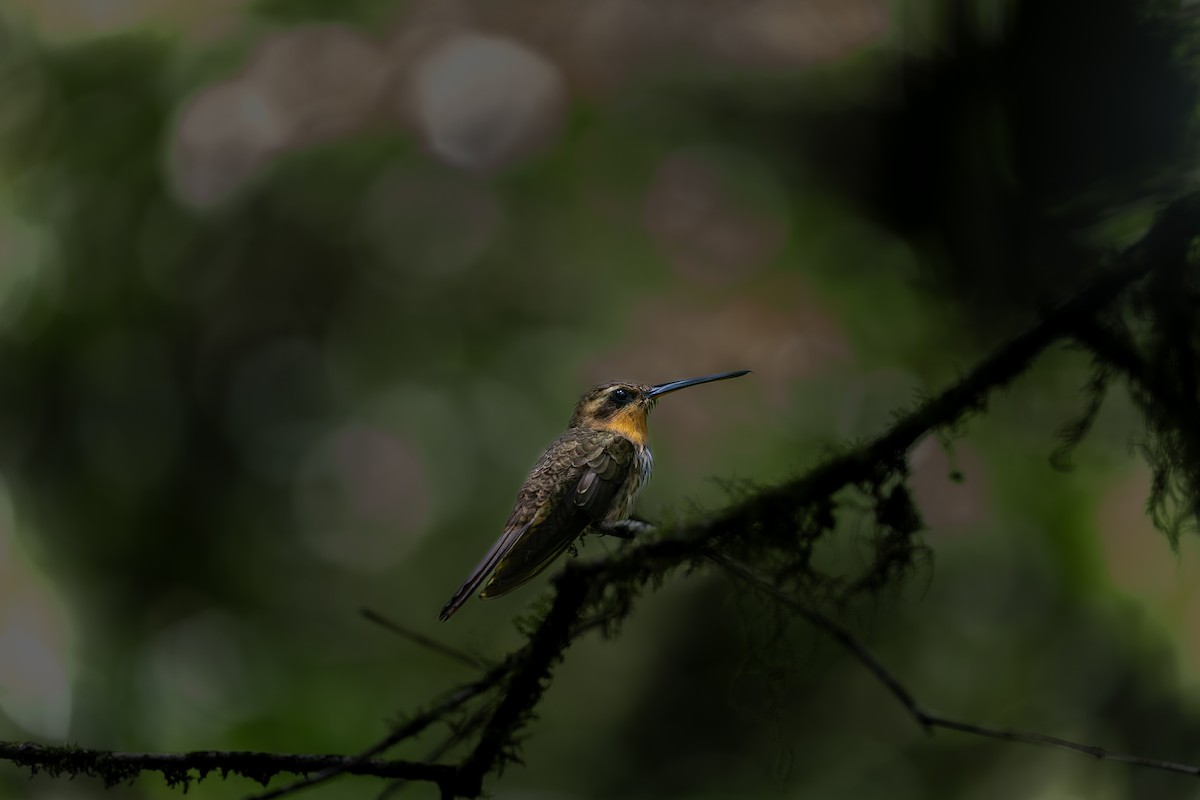 Saw-billed Hermit - ML608618173