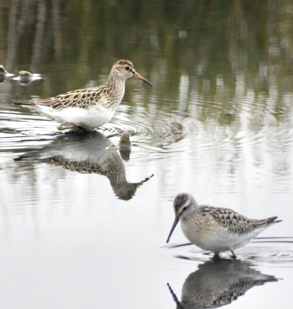 Stilt Sandpiper - ML608618206