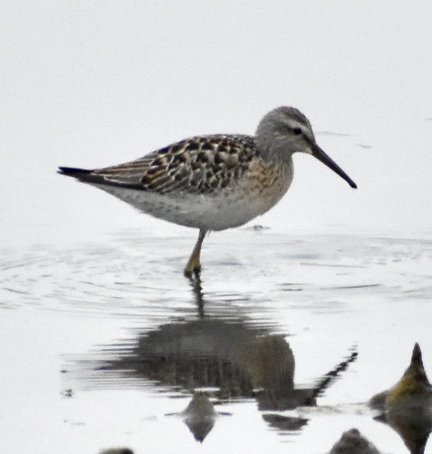 Stilt Sandpiper - ML608618207