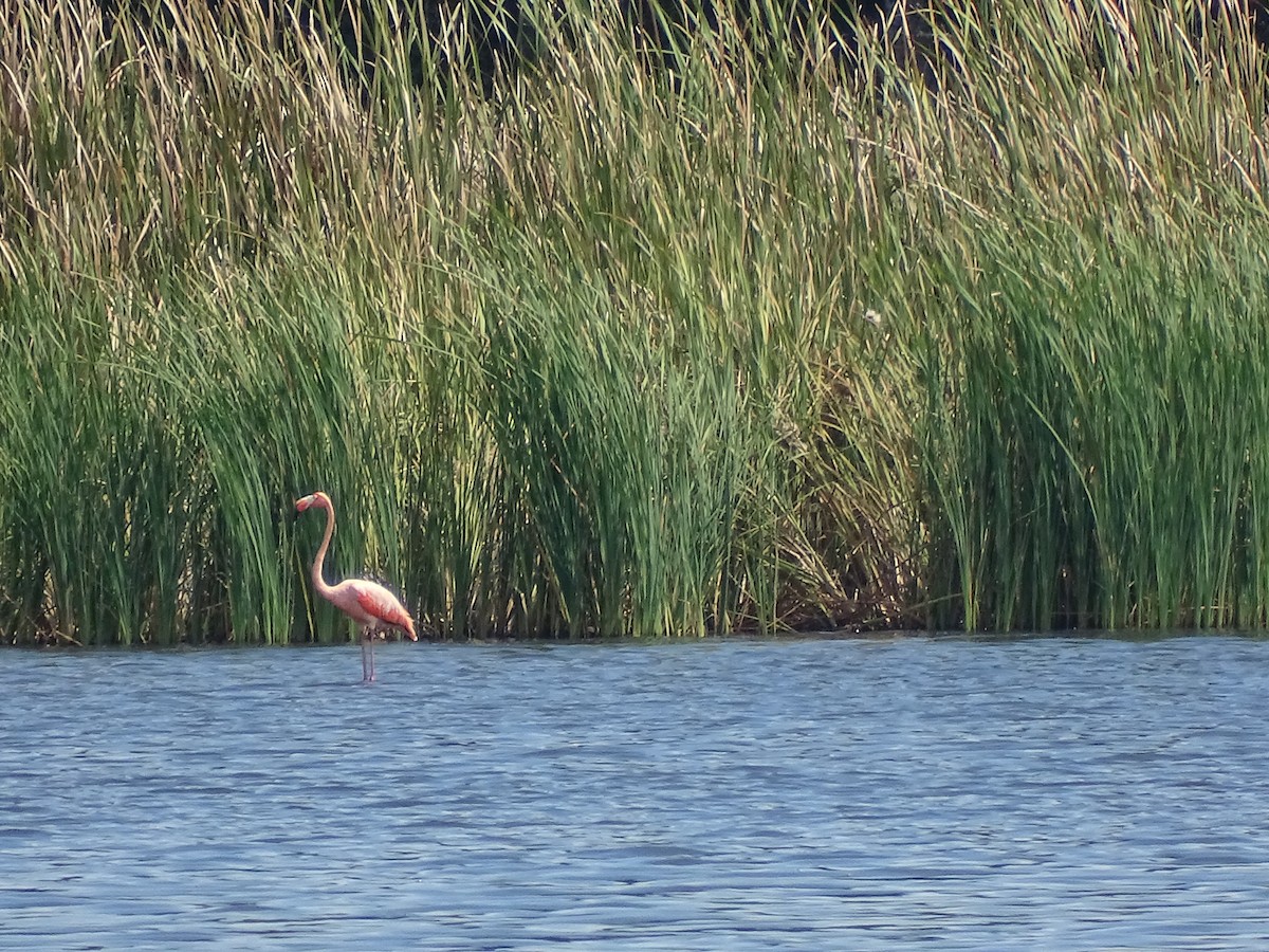 American Flamingo - ML608618209