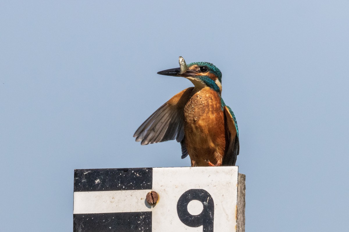 Common Kingfisher - ML608618341