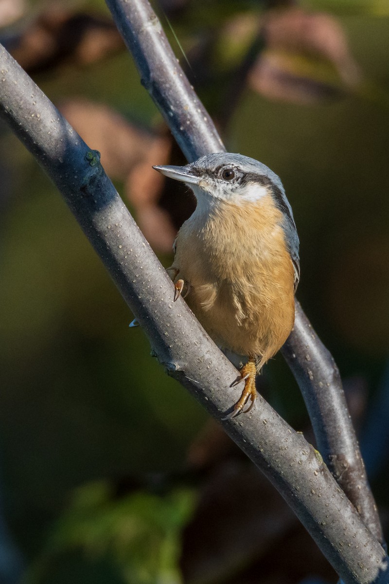 Eurasian Nuthatch - ML608618351