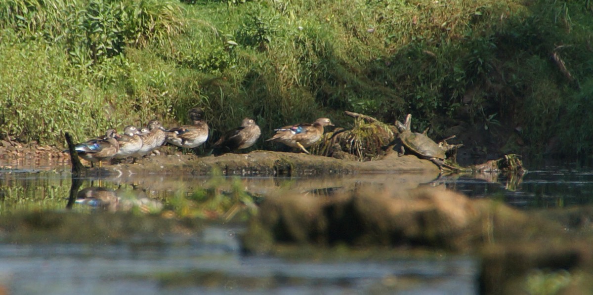 Wood Duck - ML608618352