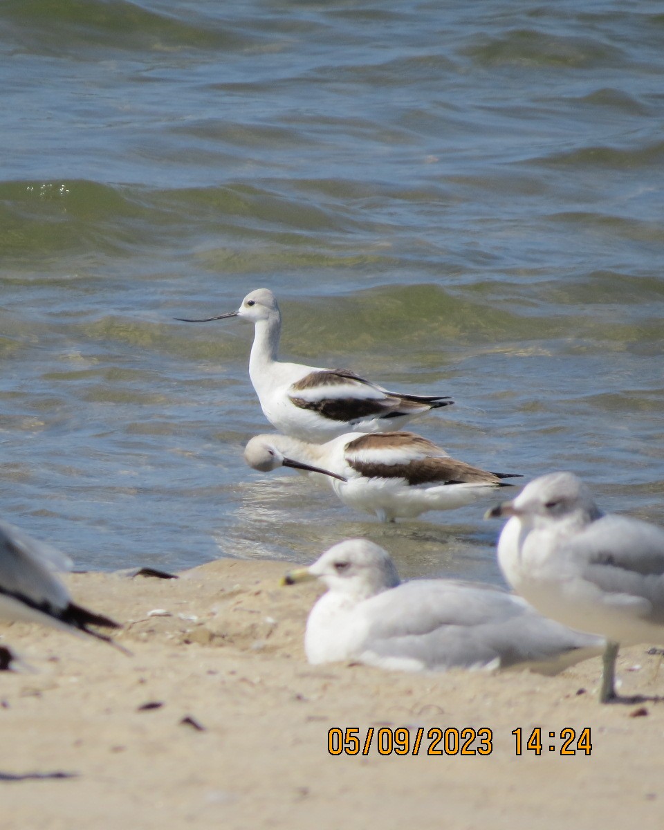 American Avocet - Gary Bletsch