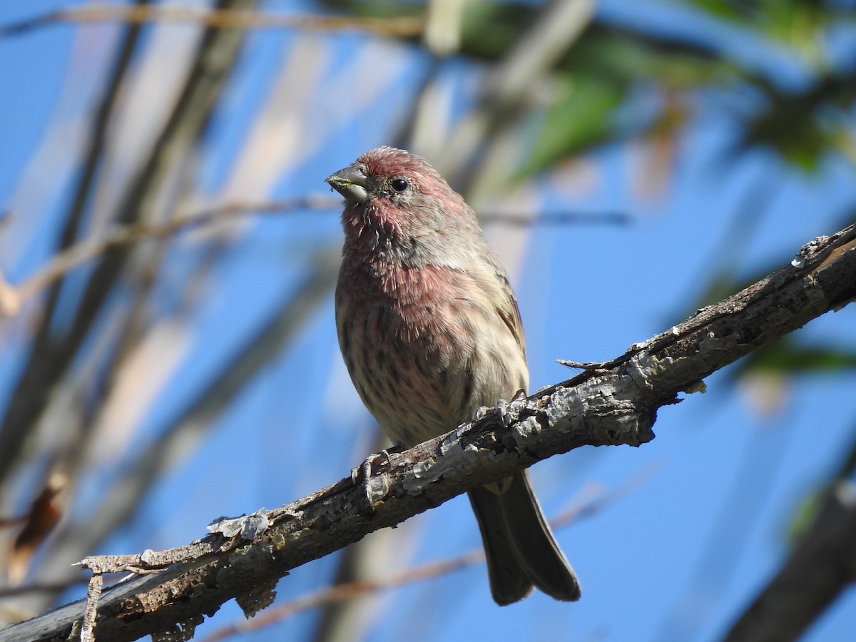 House Finch - ML608618394
