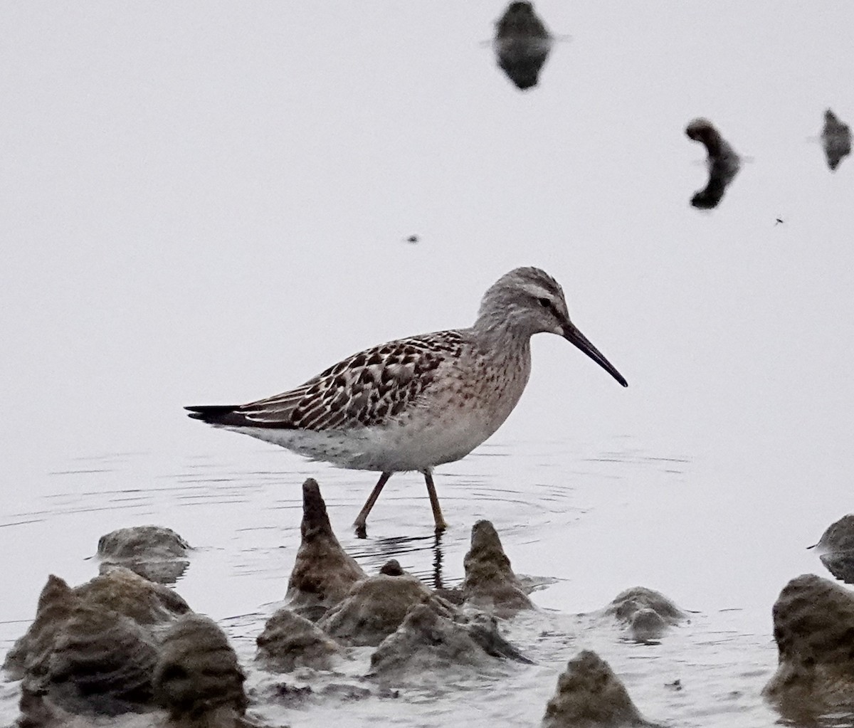 Stilt Sandpiper - ML608618436