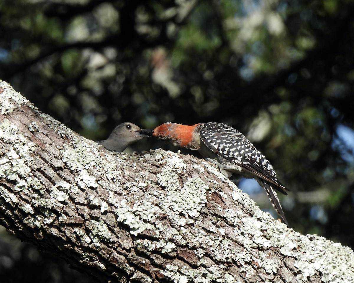 Red-bellied Woodpecker - Carol Porch