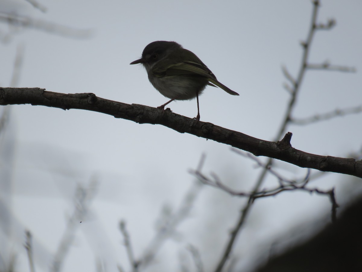 Pearly-vented Tody-Tyrant - ML608618484