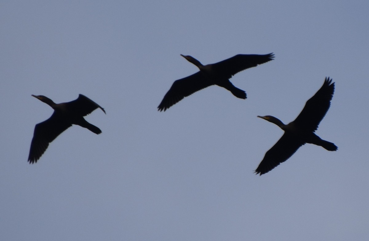 Double-crested Cormorant - ML608618551