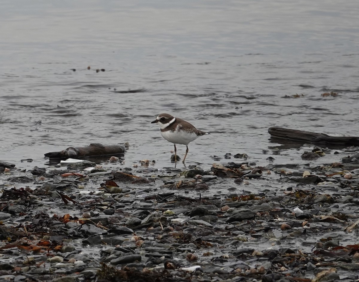Semipalmated Plover - ML608618624