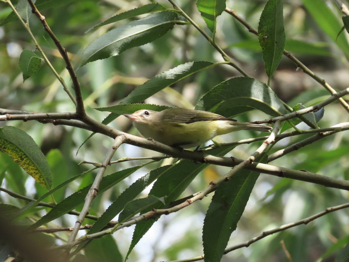 Warbling Vireo - ML608618637