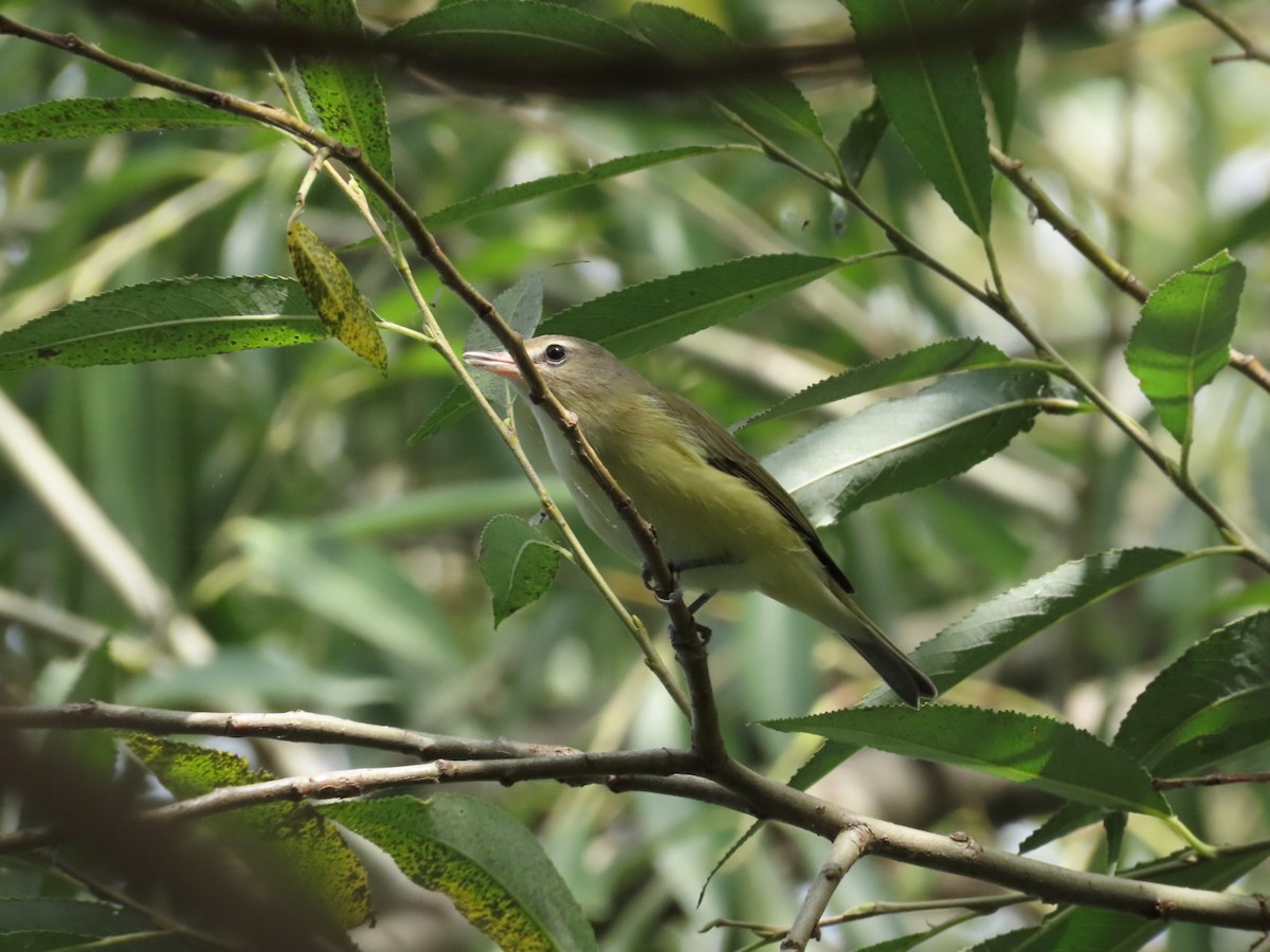 Warbling Vireo - ML608618638