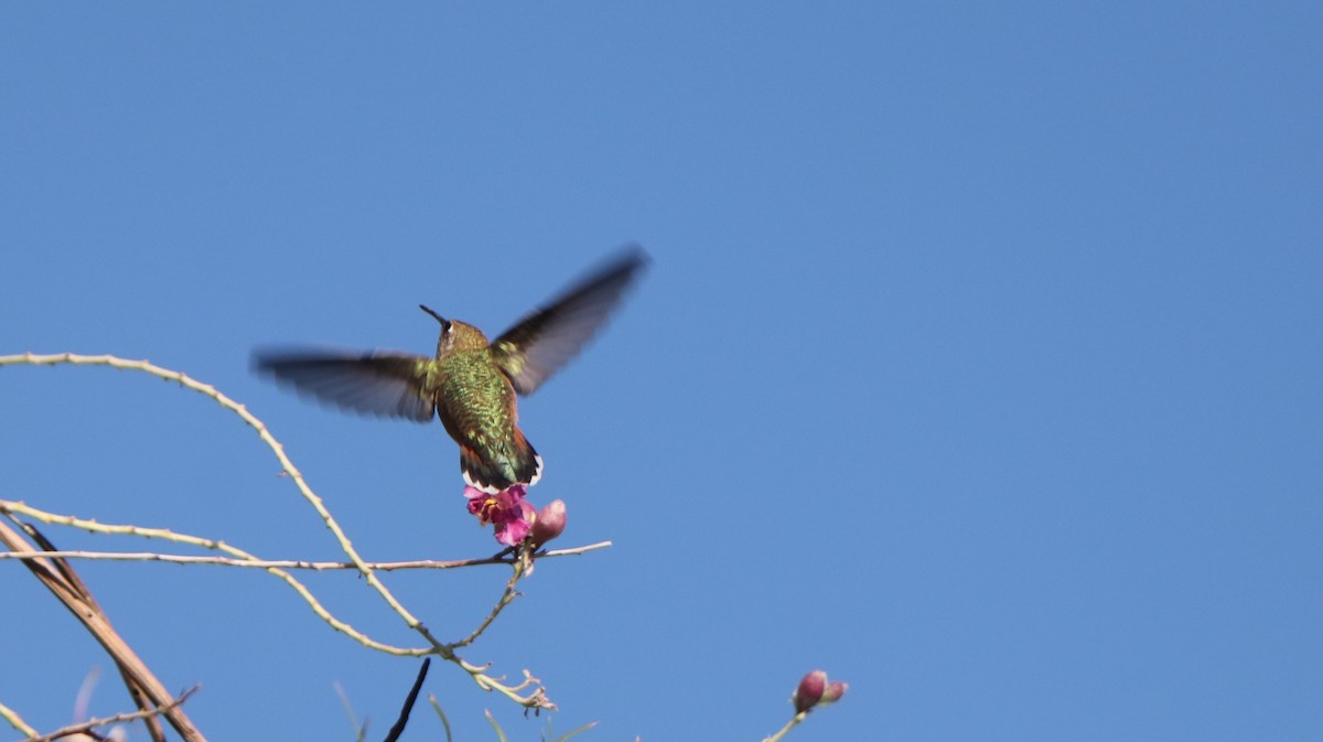 Rufous Hummingbird - ML608618856