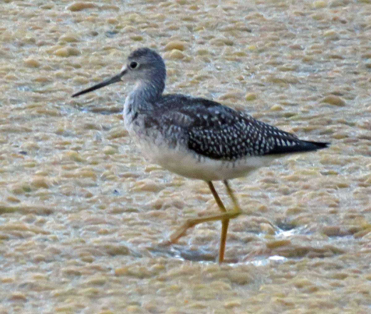 Greater Yellowlegs - ML608619013