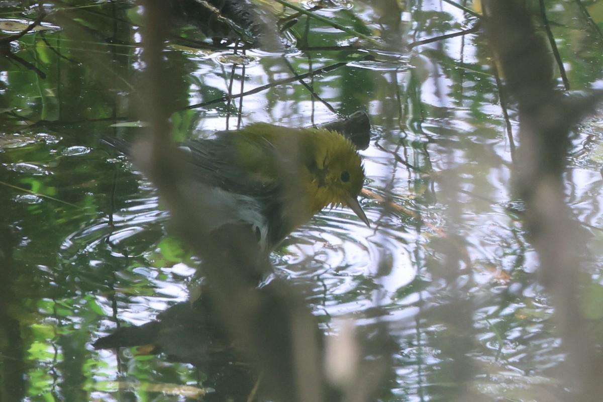 Prothonotary Warbler - ML608619015