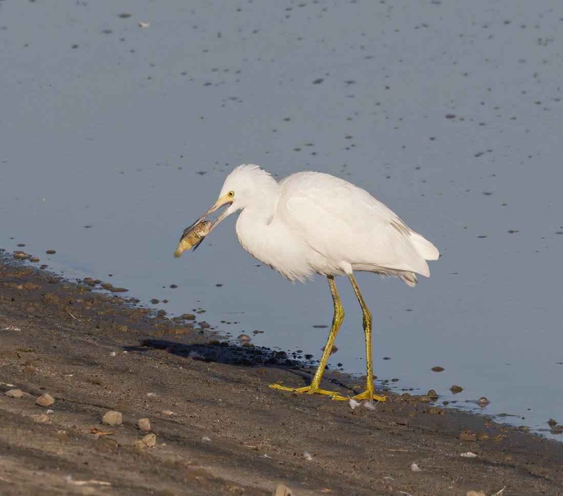 Snowy Egret - ML608619066