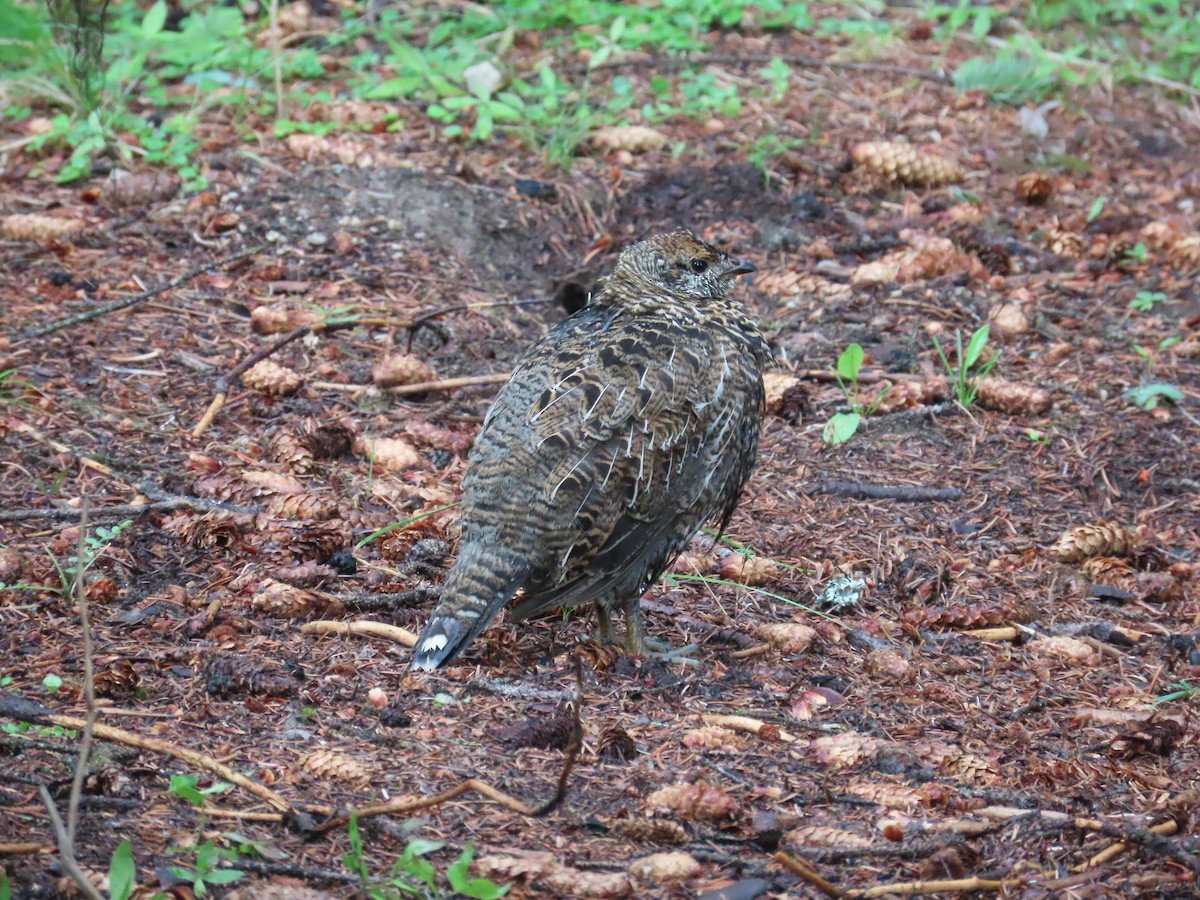 Spruce Grouse - ML608619158