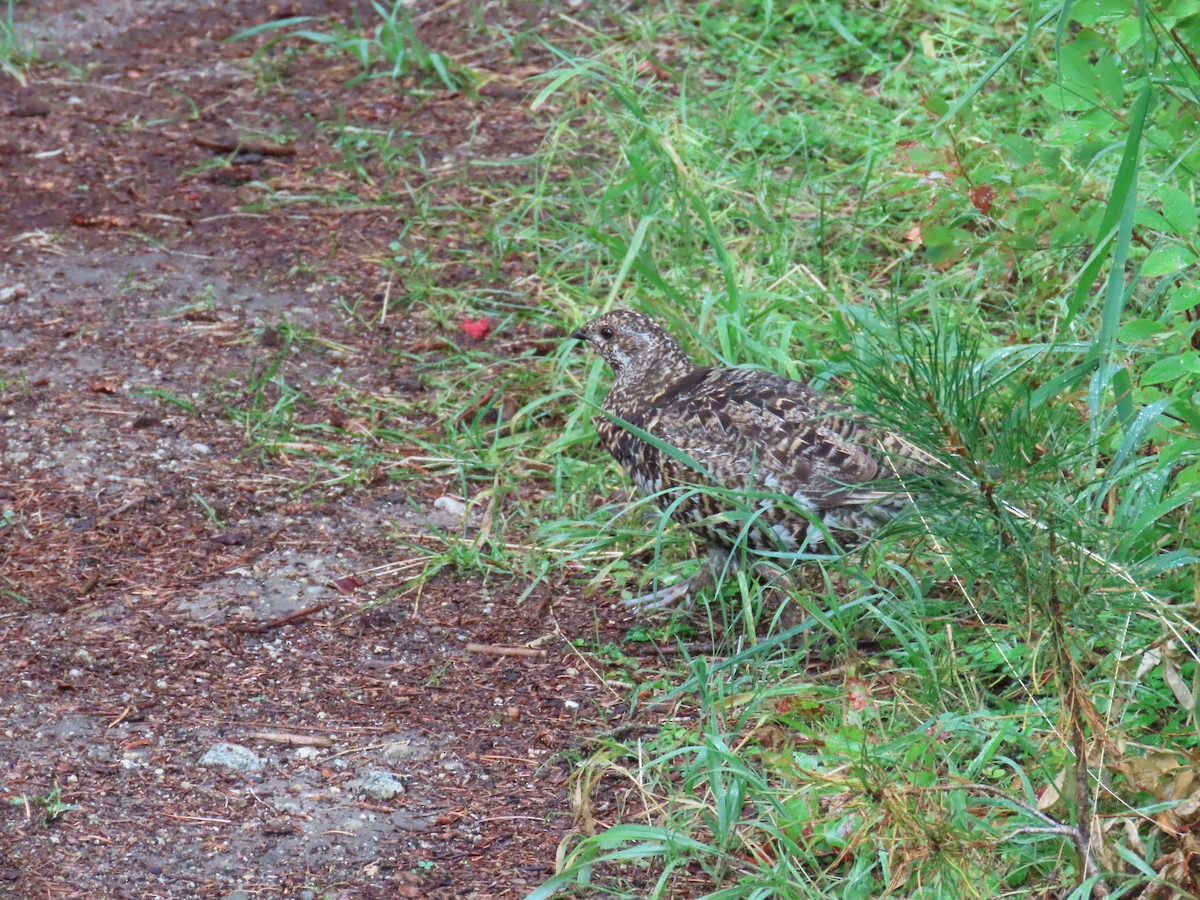 Spruce Grouse - Eric Pratt