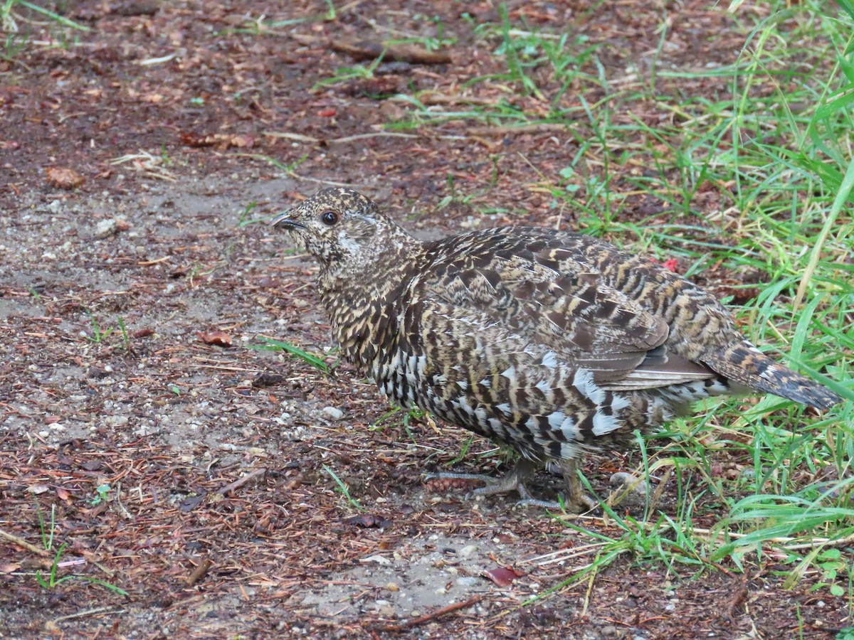 Spruce Grouse - Eric Pratt